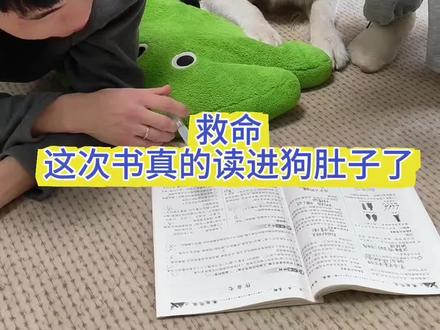 解释一下之前的视频,我把正确答案放在第二只手,是因为如果第一只手就是正确答案,他根本没有耐心听完第二个答案的😭。而且耀祖真的不是边牧嗷~#耀祖不是边牧 #原创视频 #养狗经验分享 #vlog日常 #我家狗狗也有绝活