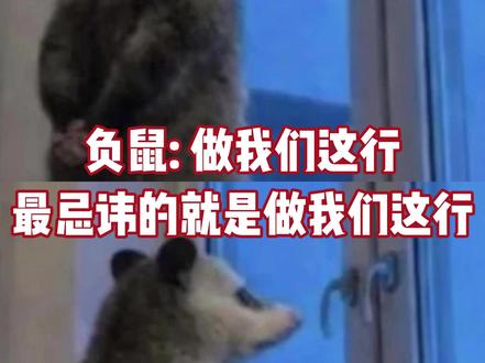 负鼠:到底是谁说人生没有那么多观众的! #负鼠 #萌宠