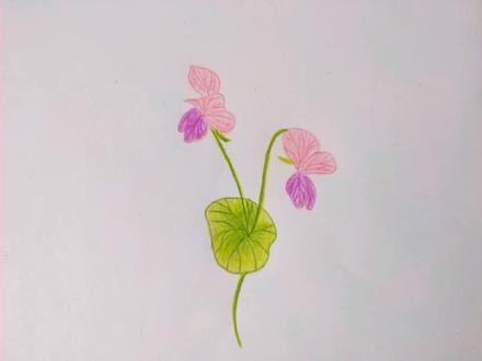 彩铅画打卡第69天~豌豆花