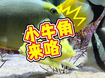 可爱的小牛角来咯~ #海洋生物 #诺亚方缸 #牛角箱鲀