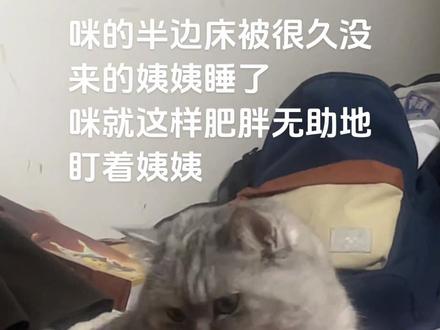 咪:妈,你不管管吗#小猫🐱 #可爱小猫 #大肥喵#萌宠出道计划