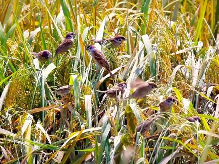 祸害庄稼的麻雀,为什么反被列为保护动物?#鸟类 #动物科普 #爱鸟护鸟