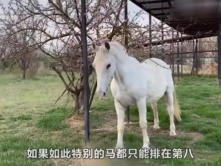 中国古代十大名马排行,汗血宝马也只能排末尾,第一名马有多牛?