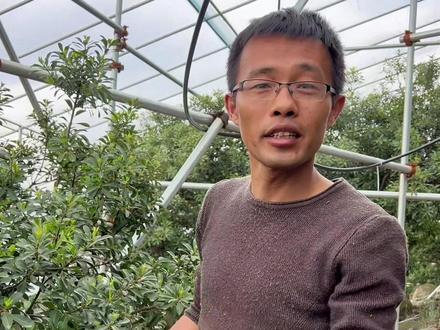 #大棚杨梅 算是一个“三高”的项目。高投入,高技术,高收益。#新农人计划2023 #乡村守护人 #慈溪杨梅 #梅三丰