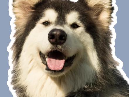 阿拉斯加被你摸脑袋时,会有什么想法?#阿拉斯加 #雪橇三傻 #萌宠出道计划 #狗狗摸头杀 #养狗的乐趣