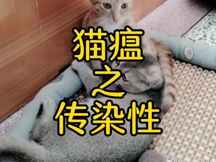 人没有接触了感染猫瘟的猫咪,会传染给健康的猫咪吗?#猫瘟 #猫瘟病毒 #信为猫粮