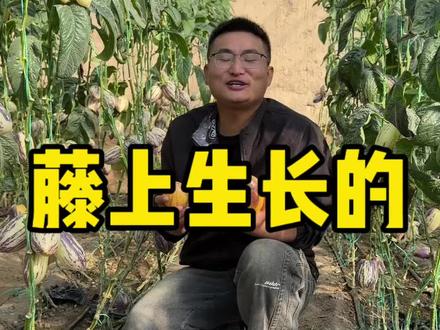 产地实拍:人参果挂藤成熟全过程#人参果 #甘肃民勤人参果 #农业种植 #三农 #低糖水果