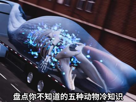 动物冷知识:鲸鱼为什么会发生爆炸! #涨知识 #科普 #动物