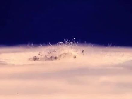 它的毒性是砒霜的68倍#涨知识 #科普#健康科普#好物分享