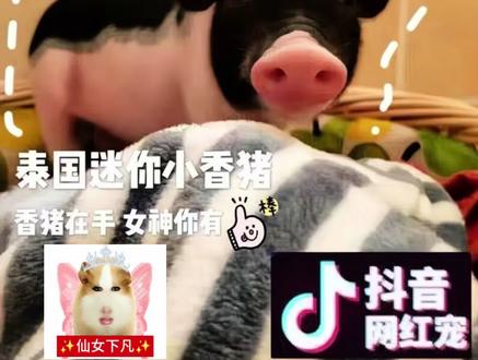 来看看猪妞这半年的变化#抽象 #猪妞