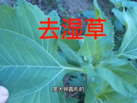 肥猪苗怎么喂猎越喂越瘦呢?只是你们少了它的了解 #我的乡村生活