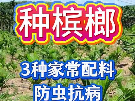 一把盐搞定槟榔种植! 一把盐搞定槟榔种植!高产抗病,三招高产结满树#槟榔 #槟榔种植 #槟榔管理 #三农 #农业种植 #大棚种植#服务三农