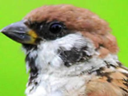 写意花鸟之麻雀的画法#国画 #麻雀 #写意花鸟