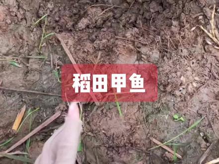 #甲鱼 这款自家稻田养殖鲜活老甲鱼批发零售原生态放养甲鱼鲜活甲鱼#甲鱼养殖 #户外打甲鱼 #野生甲鱼 #麻辣甲鱼 @DOU+上热门