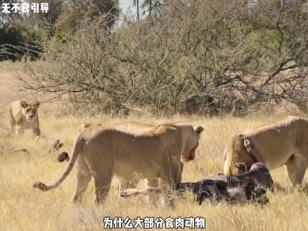 为什么大部分食肉动物可以长时间不进食,而人类却必须天天吃饭? #科普 #进化论 #生物科普