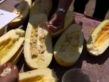 爱吃南瓜子的你,很有可能吃的是西葫芦的籽……