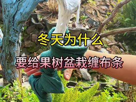 你家树木准备好过冬了吗?赶紧缠上这个#树木裹树布,防寒防冻保温保暖.#裹树布防寒布 #防寒裹树布 #果树管理 #植物过冬
