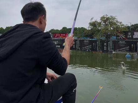 浪无影•鲱 8号3米 鲫鱼对飞 罗非扎杆尖不错的选择@渔巅峰专营店 #渔巅峰 #渔巅峰极溯 #渔巅峰黑溯#罗非