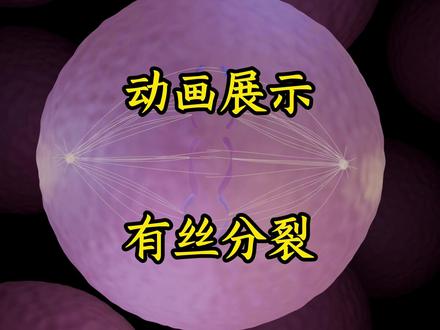 动物细胞有丝分裂过程,动画展示。高中生物 #高中生物 #有丝分裂 #高一生物 #高考生物
