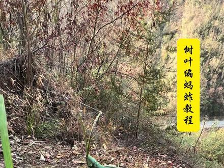 超实用的树叶编蚂蚱教程,建议家里有小朋友的收藏起来 #农村生活 #手工 #原创
