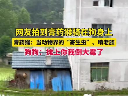 网友拍到膏药猴骑在狗身上,膏药猴:当动物界的“寄生虫”、啃老族,狗狗:摊上你我倒大霉了