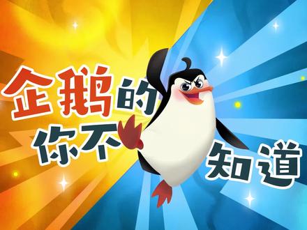 企鹅那些你不知道的事,原来企鹅不是小短腿#艾特你想艾特的人 #科普知识 #知识先锋计划