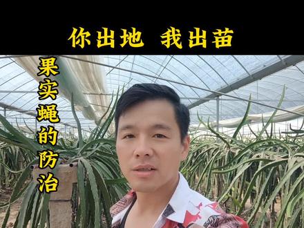 #火龙果 #红心火龙果 #农业种植 #火龙果种植 #火龙果基地
果实蝇的危害
如何预防果实蝇
火龙果怎么预防果实蝇