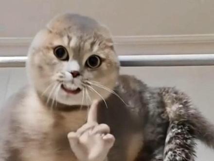 我不允许还有人没学会#猫咪 #抽象
