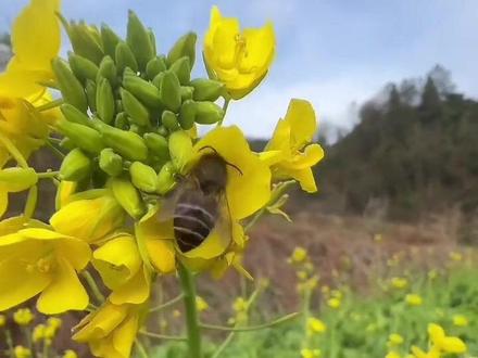 如果你不是职业养蜂人,中蜂繁殖不要急!蜜蜂会根据你当地的自然条件开始繁殖的,你那边的蜂开始自然繁殖了吗?#蜜蜂#养蜂技术分享