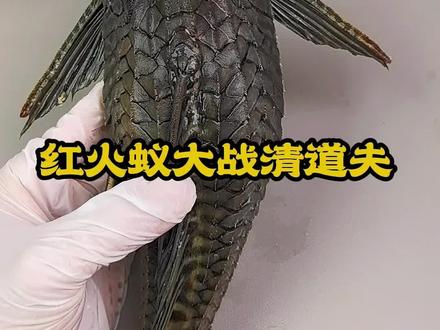 清道夫大战红火蚁