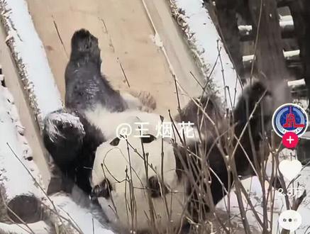 大熊猫萌兰大么么雪中玩耍滑滑梯上了新华社、央视新闻网等各大官媒#雪中萌兰 #大熊猫萌兰 #萌兰 #北京初雪 @央视新闻 @新华社 @王烟花 (2号)