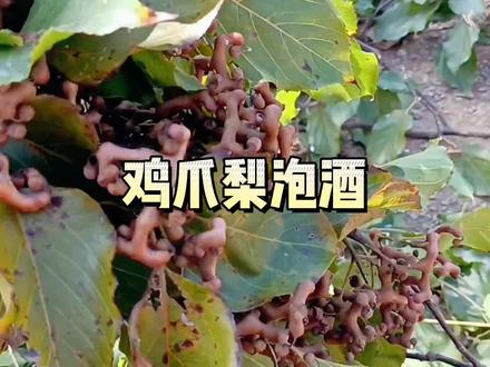 重温儿时的记忆,小时候吃过,却一直不知道这种果实叫什么名字#鸡爪梨泡酒 #柺枣 #万寿果 #舌尖上的美食