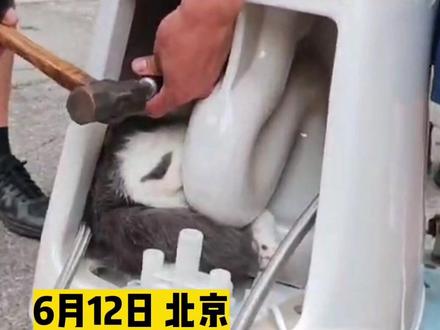 6月12日,上演了一场令人啼笑皆非又紧张万分的“救援大戏”。家中的猫咪不知为何调皮钻进马桶,结果被牢牢卡住,无奈之下,主人只好带着“卡着猫的马桶”来到消防救援站求助。