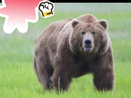 如何把棕熊创作成简笔画,简单好学 #每日一画 #简笔画 #中视频伙伴计划 #虎年大吉 #大年初666