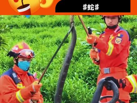农村人:我们也很害怕 #野生动物 #眼镜王蛇 #农村