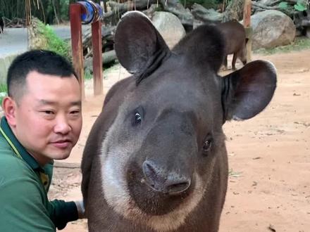 神兽来袭,吃噩梦的食梦貘#原创视频 #巴西貘 #貘