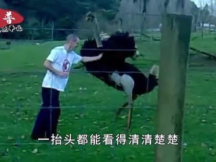 鸵鸟的战斗力有多强?一脚下去开膛破肚,狮子老虎都不敢惹它