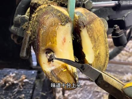 硬核牛蹄盘点大合集 #男人减速带 #解压 #修牛蹄 #修蹄 #减压