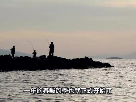 莱州湾烟台日照青岛海阳鲅鱼可以钓了刚开口! #鲅鱼季 #烟台海钓 #莱州湾海钓 #青岛海钓 #钓鱼研究院