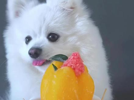 狗狗吃播番茄冰淇淋,酸奶小丸子馋哭了 #狗狗吃饭 #狗狗吃播 #狗狗 #可爱到爆炸💥 #萌宠出道计划