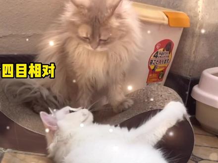 点点终于一岁可以和男生交往啦,今天给它介绍两个男朋友🥰#抖音动物图签