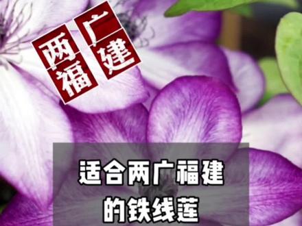 1、适合两广福建海南等地区的铁线莲
2、佛罗里达铁线莲(f系铁线莲介绍)
#爱生活爱养花 #铁线莲 #铁线莲品种 #铁线莲品种推荐