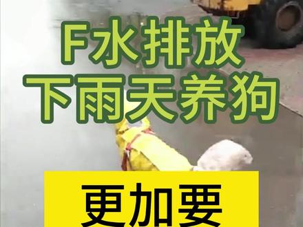 #热点 #核废水 #狗狗 #狗 #养狗的乐趣 下雨天要不要给狗狗做防护呢?