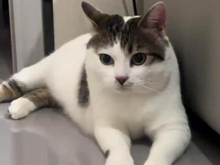 老人的托孤,是最无声的爱 #来宝 #托孤 #孤寡老人#猫咪 #暖心