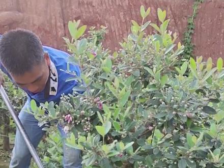 山稔子也叫桃金娘,你们那里怎么叫#庭院绿化 #盆景 #树桩盆景