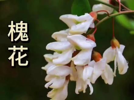槐花盛开,洁白如雪,为春天增添无尽魅力 #槐花 #带你识花 #花的世界很美 #百科知识 #花