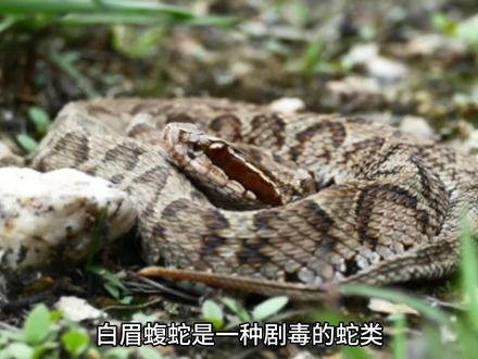 长白山蛇王(白眉蝮蛇)#毒蛇 #毒蛇排行榜