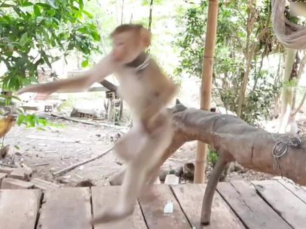 怎样才能令猴子吃芥末?在香蕉里掺夹芥末,然后给猴子吃#猴子