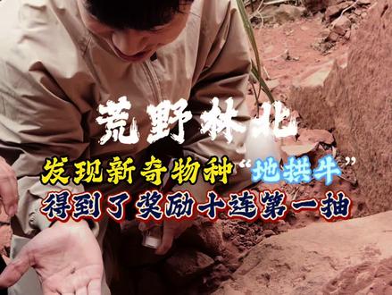荒野林北发现新奇物种“地拱牛”得到了女朋友的奖励十连第一抽😂#荒野林北 #林北荒野求生 #林北 #爱的表达方式 @荒野腚北猴 @荒野 林北 @十六~