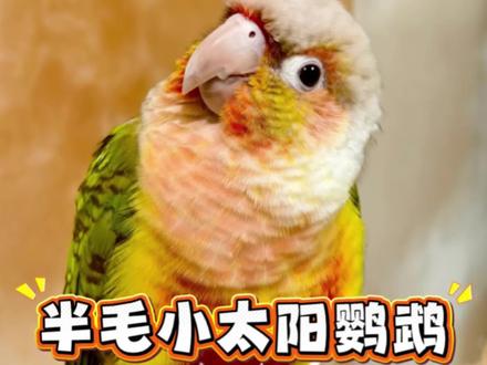 《半毛小太阳到家说明书》#半毛 #小太阳鹦鹉 #鹦鹉小白 小太阳鹦鹉详细饲养攻略
